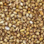 Biologische Pistache in dop geroosterd met zout