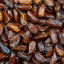 Dadels zonder pit
