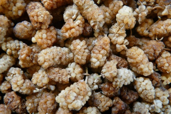 Gedroogde moerbeibessen zijn lekker als snack.