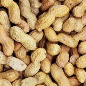 Noten in dop verkrijgbaar bij Topnoten.nl
