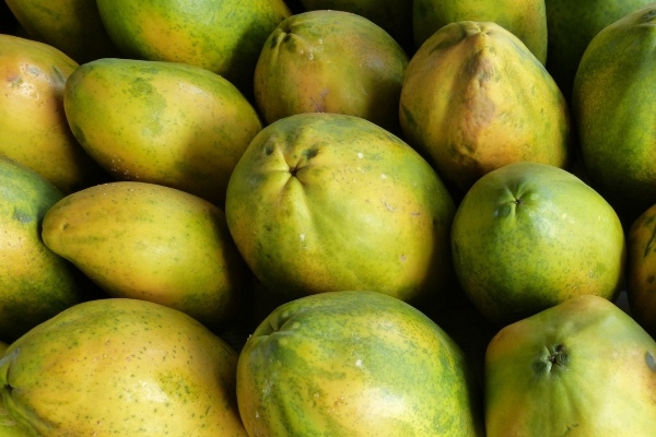 Gedroogde papaya is een tropische vrucht en een lekker tussendoortje.